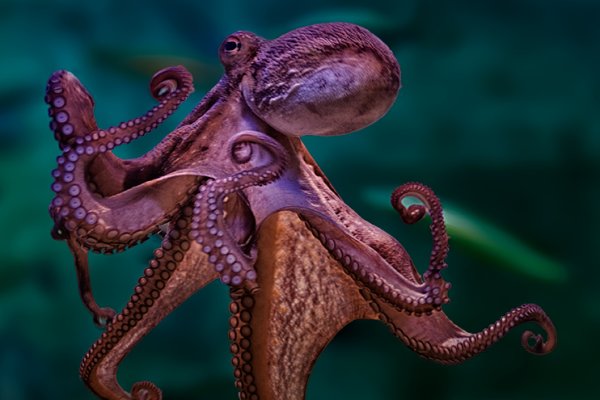 Kraken рабочее зеркало onion